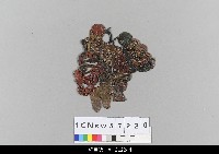 藏品(中國湖北皮影戲偶頭-淨)的圖片